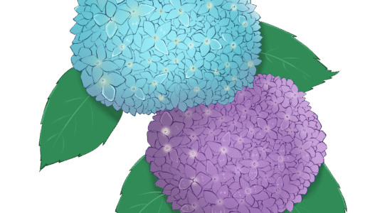 紫陽花のイラスト