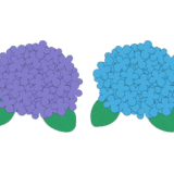 青と紫の紫陽花の罫線（ライン）のイラスト
