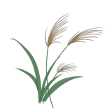 ススキのイラスト